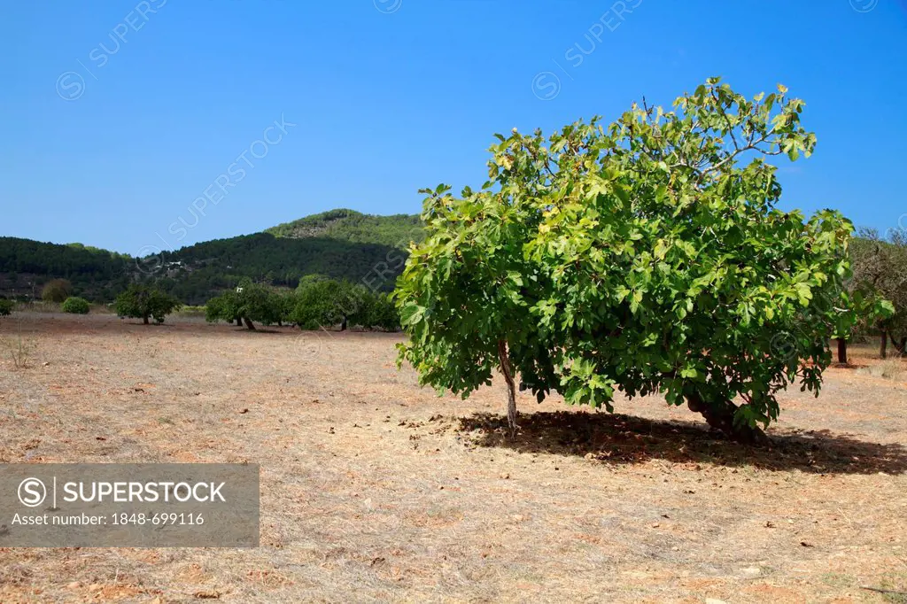 Fig tree (Ficus sp.), Ibiza, Spain, Europe