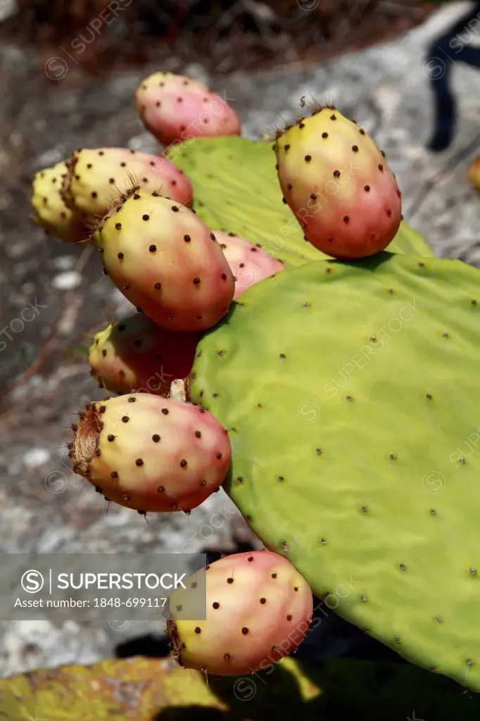 Prickly pear (Opuntia sp.), Ibiza, Spain, Europe