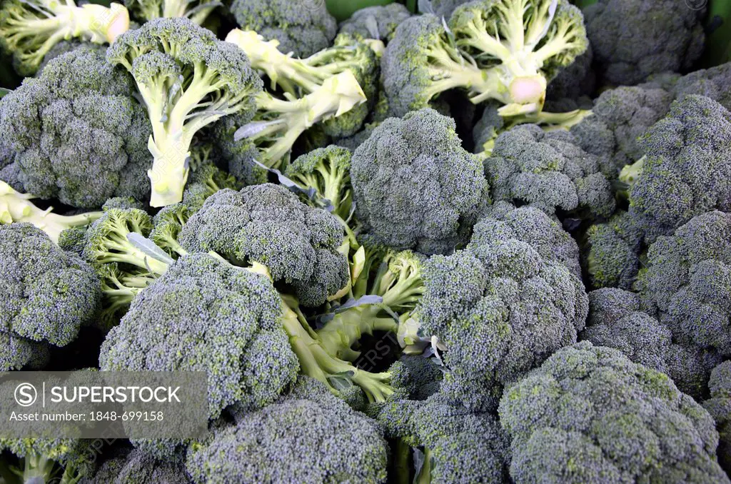 Freshly-harvested broccoli, Germany, Europe