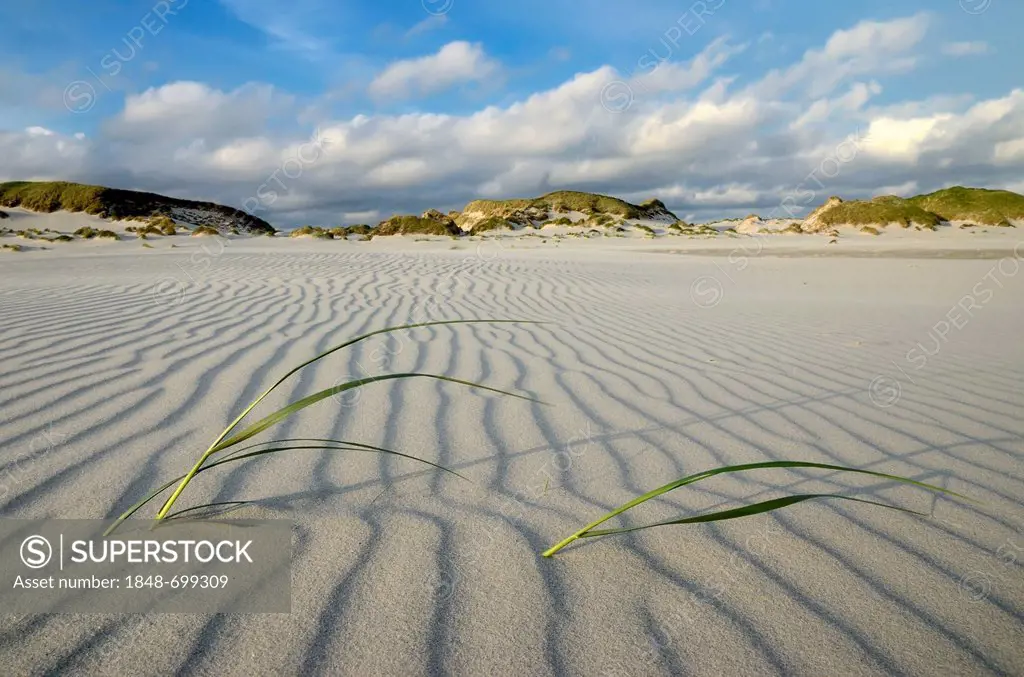 Sand patterns in front of dunes on the Kniepsand beach, Amrum Island, Nordfriesland, North Frisia, Schleswig-Holstein, Germany, Europe