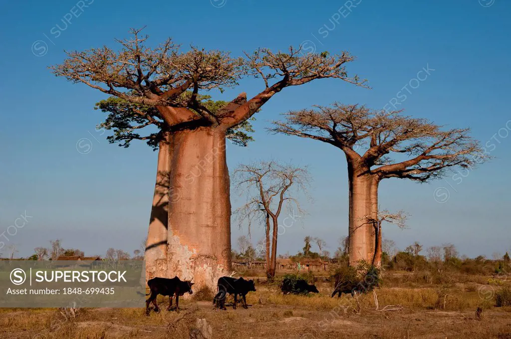 African Baobab tree (baobab), baobab-forest near Morondava on the west coast of Madagascar, Africa