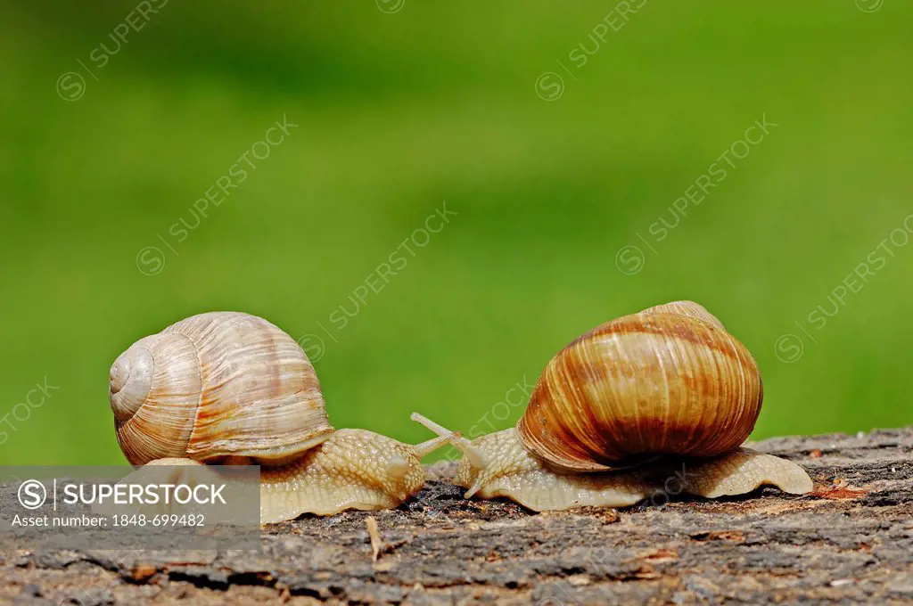 Burgundy Snails or Edible Snails (Helix pomatia), North Rhine-Westphalia, Germany, Europe