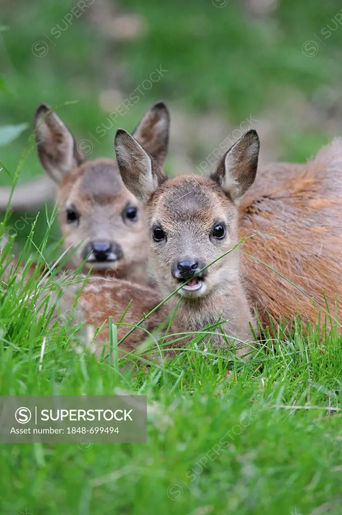 European Roe Deer (Capreolus capreolus), two fawns lying in the grass beside a doe, in an enclosure, Lower Saxony, Germany, Europe, PublicGround