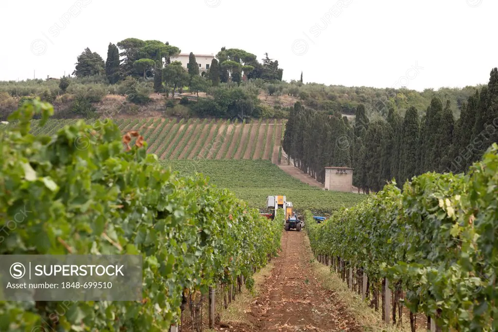 Rows of vines with a mechanical harvester in the distance harvesting grapes, in Frascati, Italy, Europe