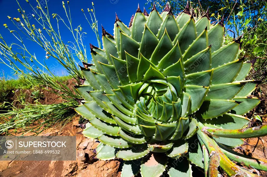 Spiral aloe (Aloe polyphylla), Drakensberg, Kingdom of Lesotho, southern Africa