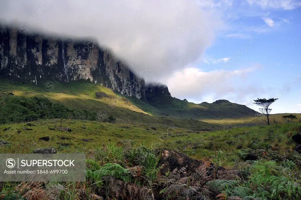 Steep face of the Roraima table mountain surrounded by clouds, highest mountain of Brazil, Gran Sabana, the Great Savanna at front, tri-border region ...