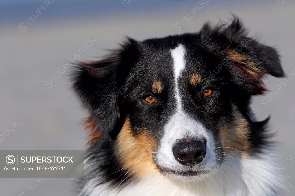 Australian Shepherd Dog (Canis lupus familiaris), male, portrait