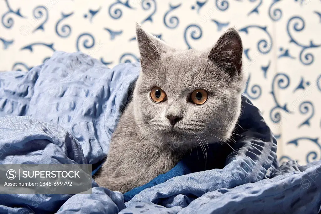 Chartreux - British Shorthair cat, colour blue, with a blanket