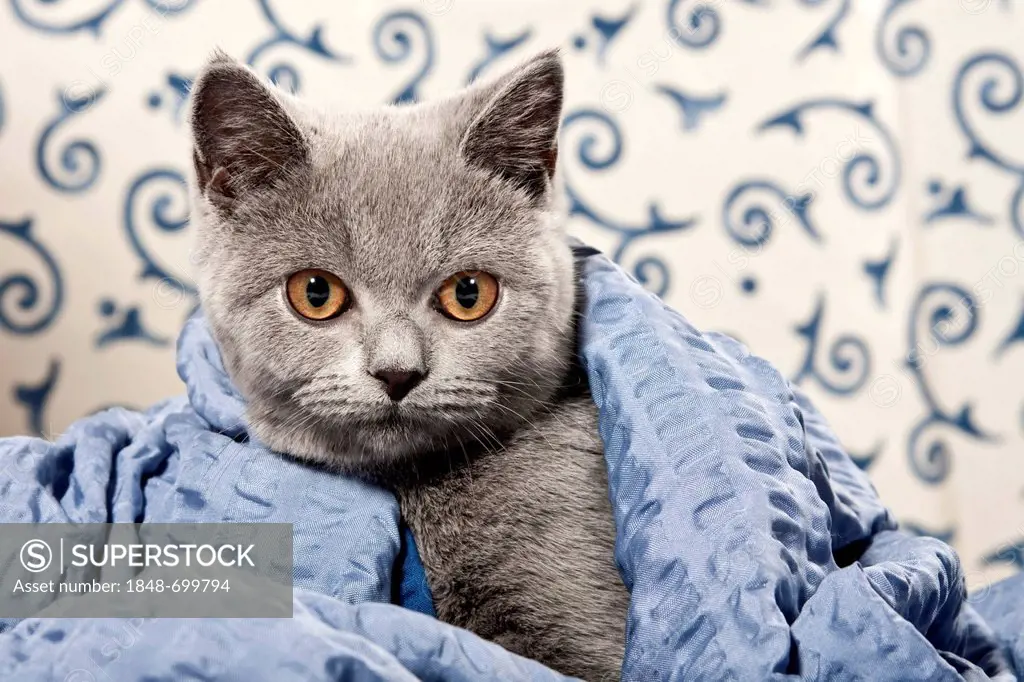Chartreux - British Shorthair cat, colour blue, with a blanket