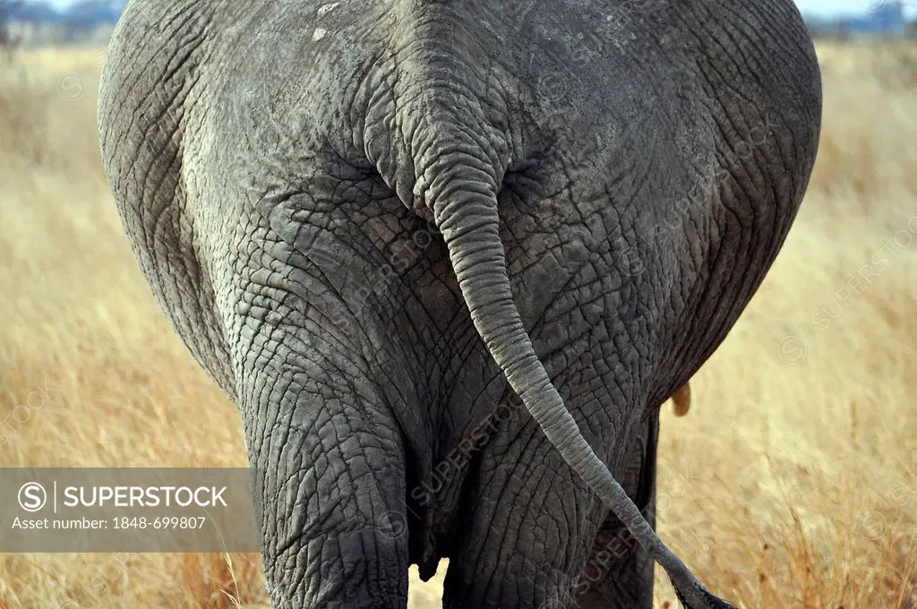 African elephant (Loxodonta africana), rear view, Serengeti, Tanzania, Africa