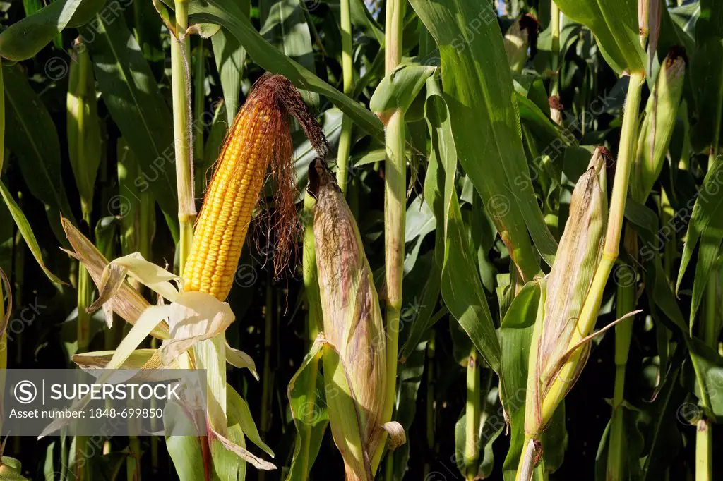 Corn cob, maize field, France, Europe