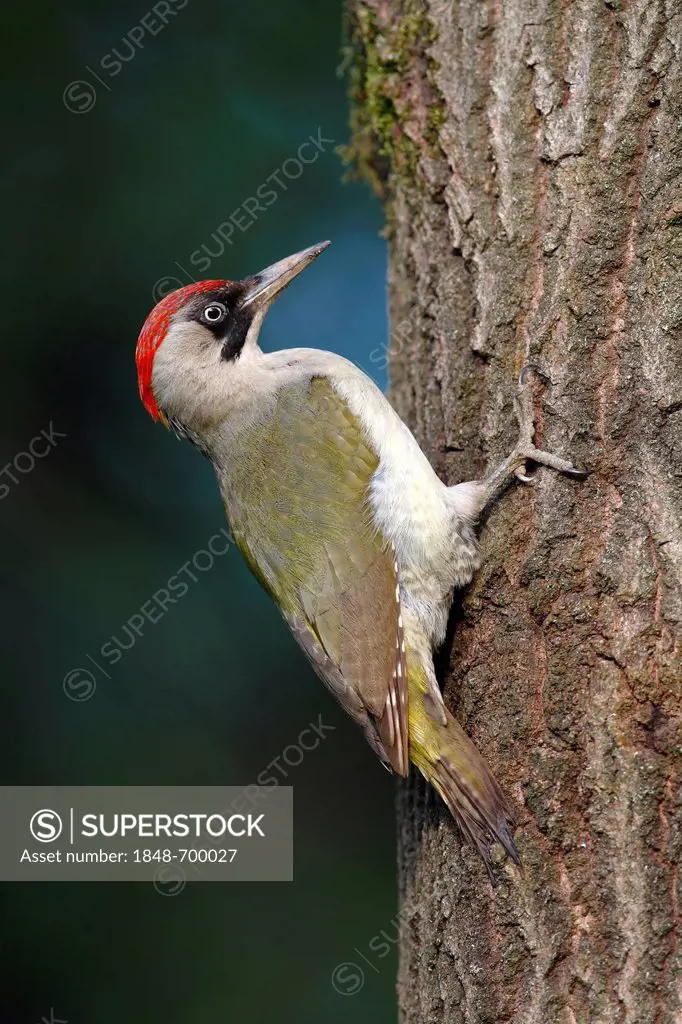 Green Woodpecker (Picus viridis), female on nisting tree, Neunkirchen, Siegerland, North Rhine-Westphalia, Germany, Europe