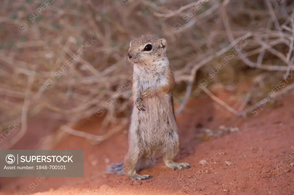 Harris's antelope squirrel (Ammospermophilus harrisii), Valley of Fire State Park, Nevada, USA