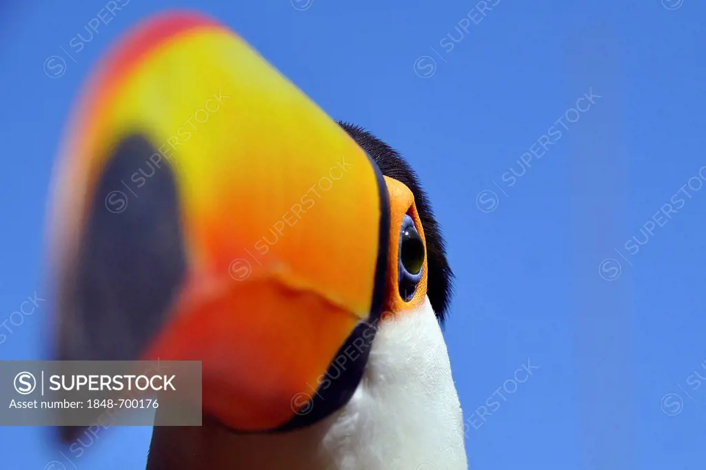 Toco toucan (Ramphastos toco), Foz de Iguazu, Puerto Iguazu, border of Argentina and Brazil, South America