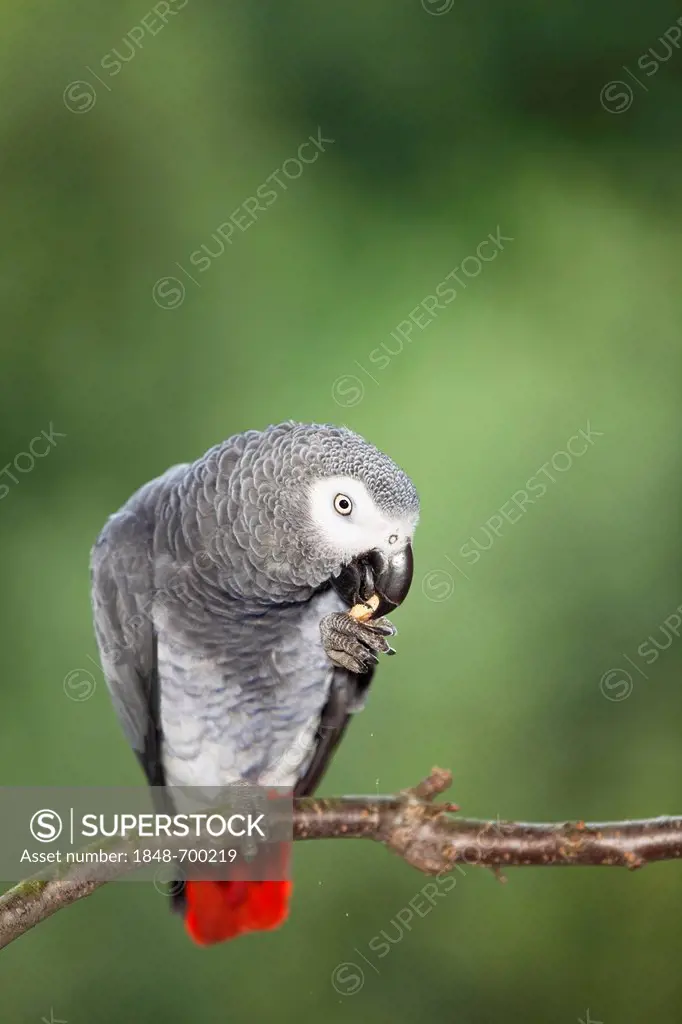 African grey parrot (Psittacus erithacus), Africa