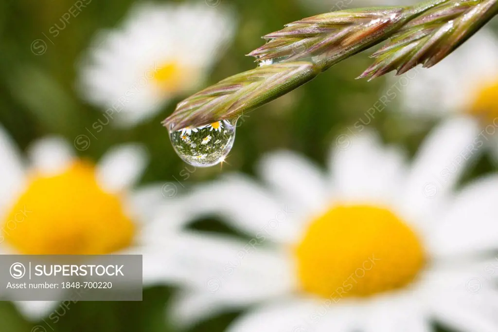 Dew drop on grass and Daisies (Leucanthemum vulgare), Upper Bavaria, Bavaria, Germany, Europe