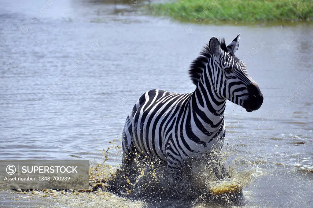 Zebra (Equus quagga) running through splashing water, Serengeti, Tanzania, Africa