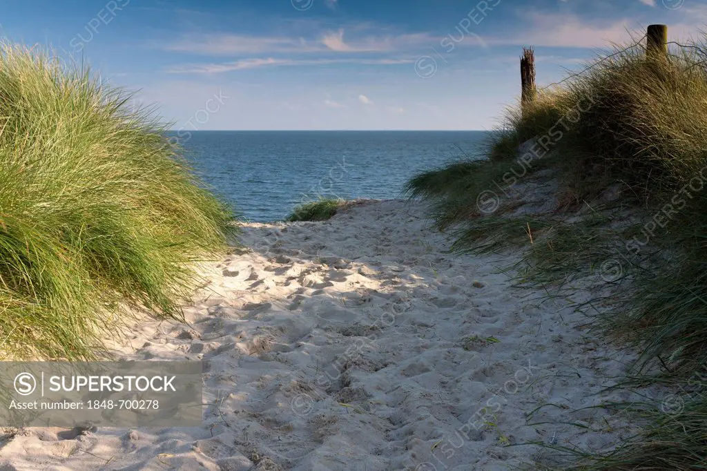 Way to the beach flanked with beach grass and a view towards the sea on Sylt, North Frisia, Schleswig-Holstein, Germany, Europe, PublicGround