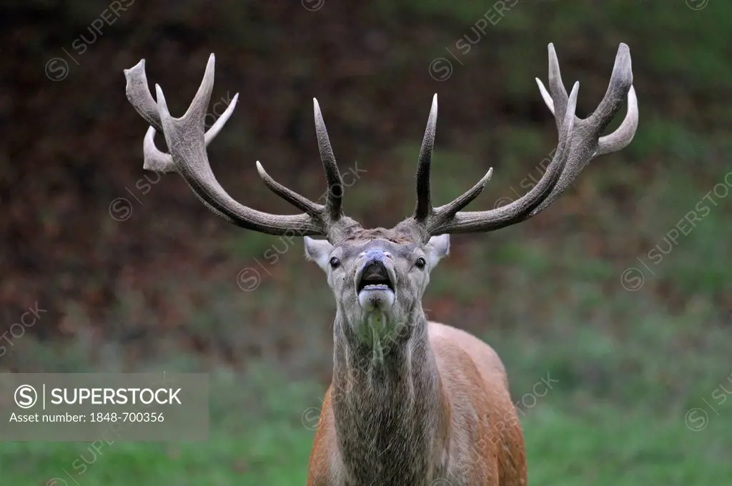 Red deer (Cervus elaphus), stag, threatening gesture, national game reserve, Lower Saxony, Germany, Europe, PublicGround