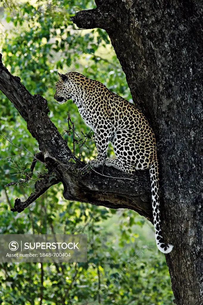 Leopard (Panthera pardus) sitting on a tree branch, Kruger National Park, South Africa