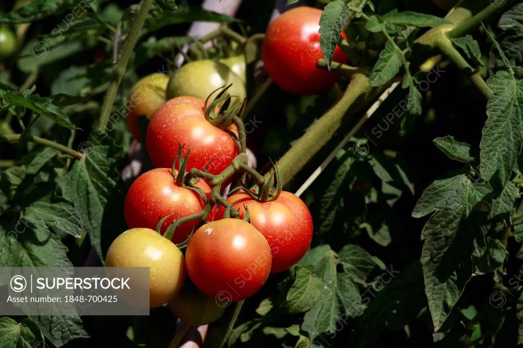 Tomatoes (Solanum lycopersicum), Ibiza, Spain, Europe