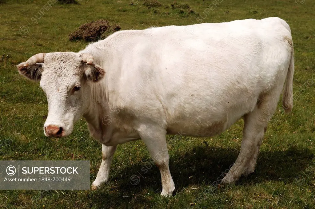 Wild-grazing Charolais cows on Dartmoor, Cornwall, England, United Kingdom, Europe