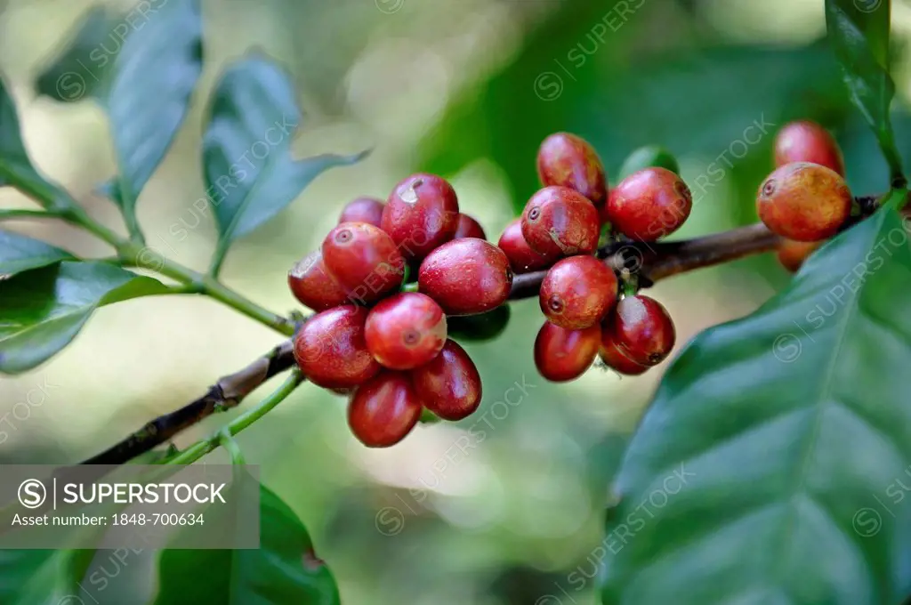Ripe coffee beans on a coffee plant (Coffea), El Salvador, Central America, Latin America