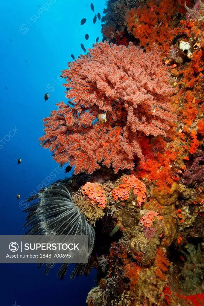 Colourful coral wall on a coral reef with Feather Star (Centrometra bella) and various soft corals and stone corals, Great Barrier Reef, UNESCO World ...