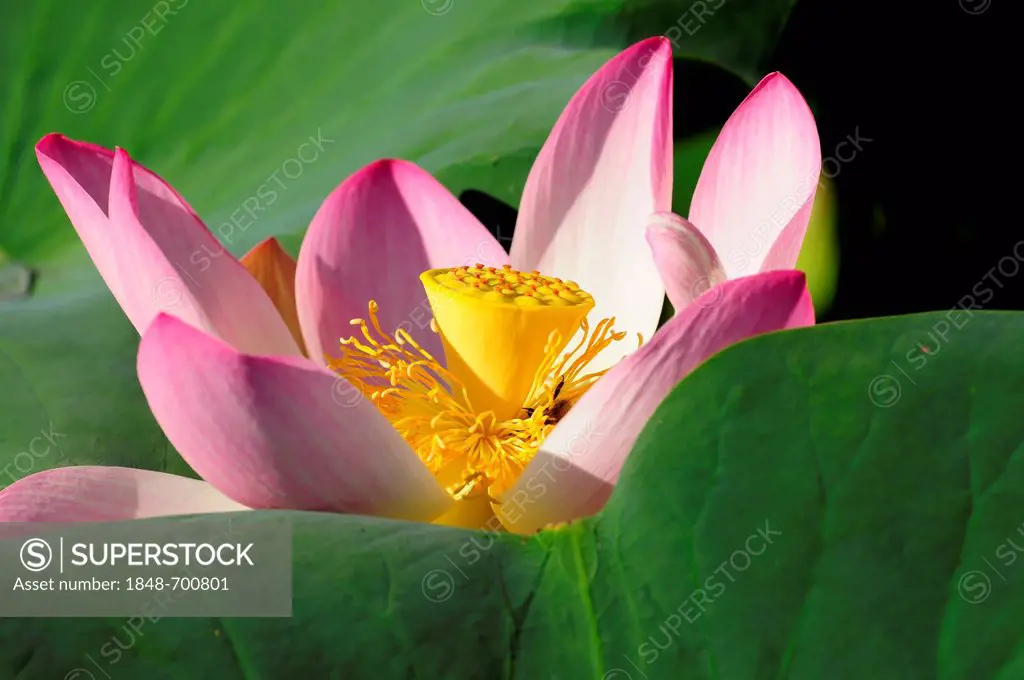 Pink Lotus (Nelumbo) flower, Stuttgart, Baden-Wuerttemberg, Germany, Europe