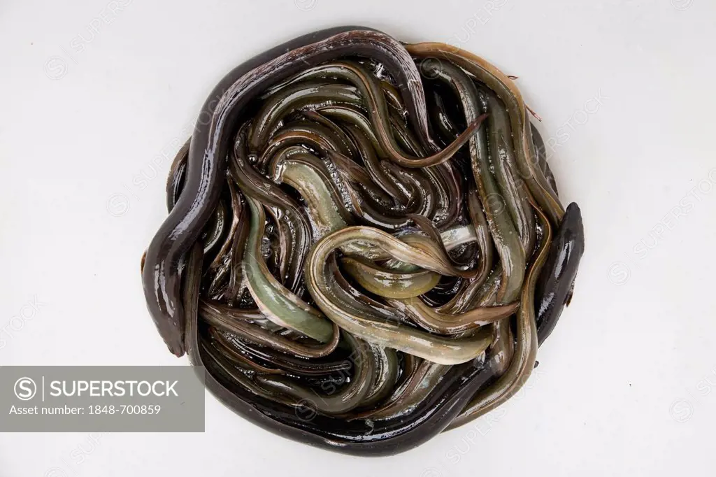 Eels caught in the Upper Elbe river near Winsen Luhe, Lower Saxony, Germany, Europe