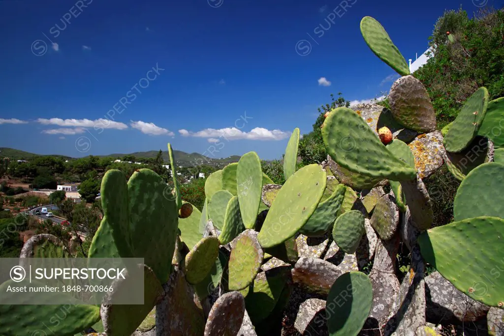 Prickly pear (Opuntia sp.), Ibiza, Spain, Europe