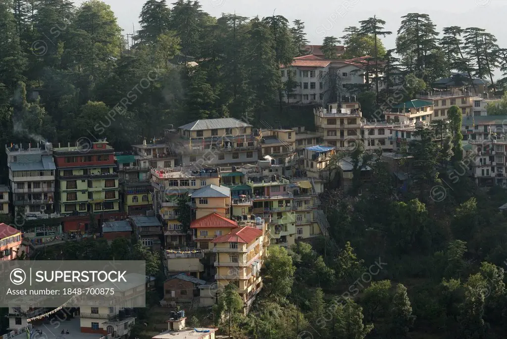 Residential buildings of exiled Tibetans with cedars, Upper Dharamsala, McLeod Ganj, Himachal Pradesh, Himalayas, India, Asia