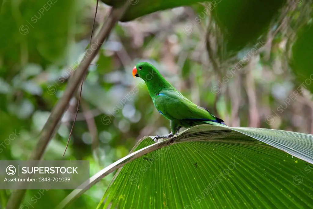 Eclectus Parrot (Eclectus roratus), male, rainforest, Cape York Peninsula, northern Queensland, Australia