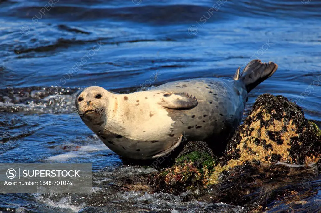 Common seal (Phoca vitulina), adult, on rocks, Monterey, California, USA
