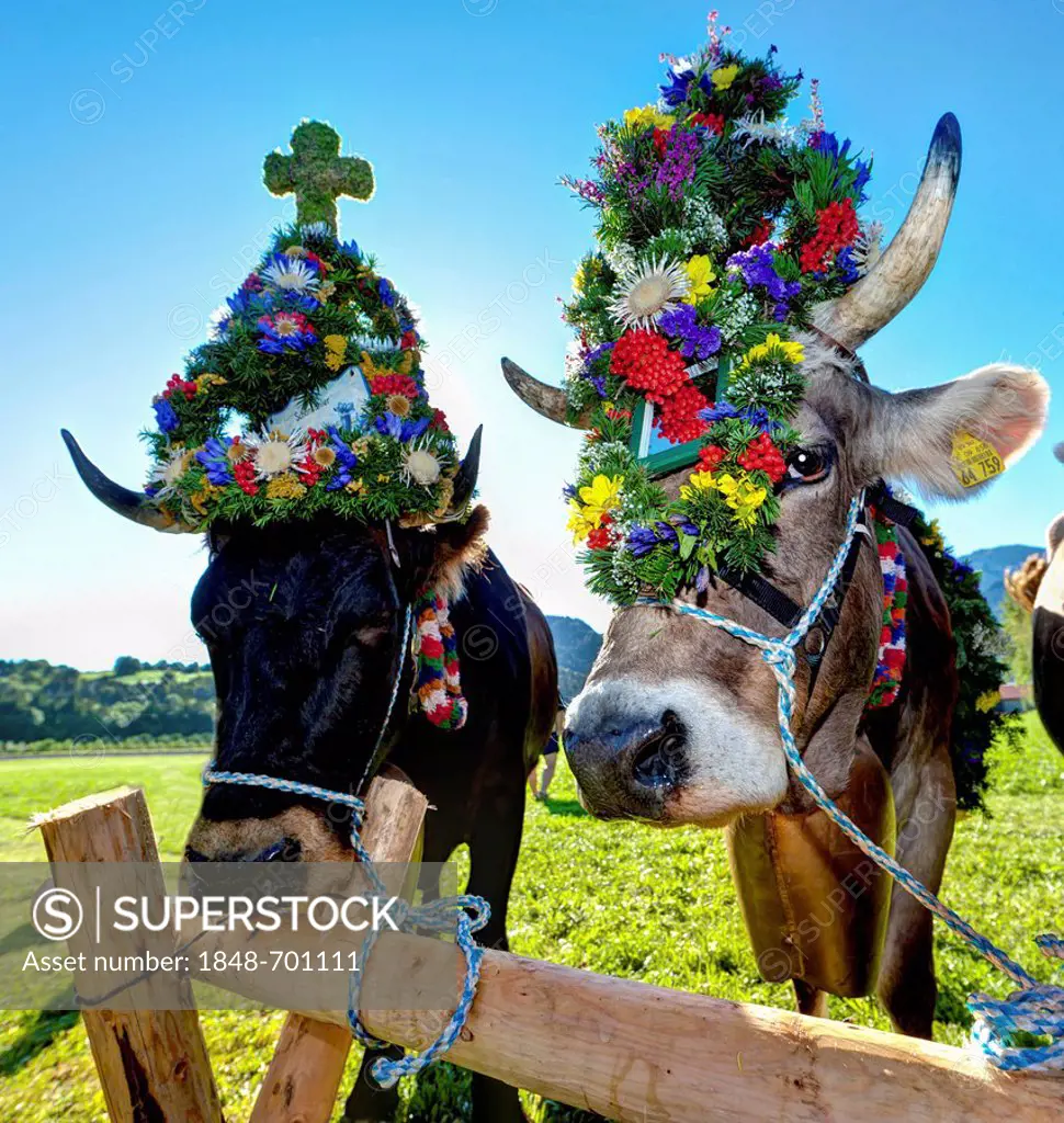 Decorated cows, ceremonial driving down of cattle from the mountain pastures, Pfronten, Ostallgaeu district, Allgaeu region, Swabia, Bavaria, Germany,...