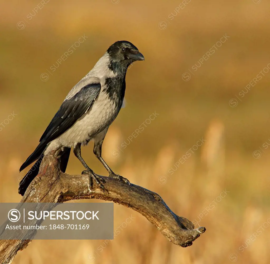 Hooded Crow (Corvus corone cornix), Feldberg Lakes, Mecklenburg-Western Pomerania, Germany, Europe