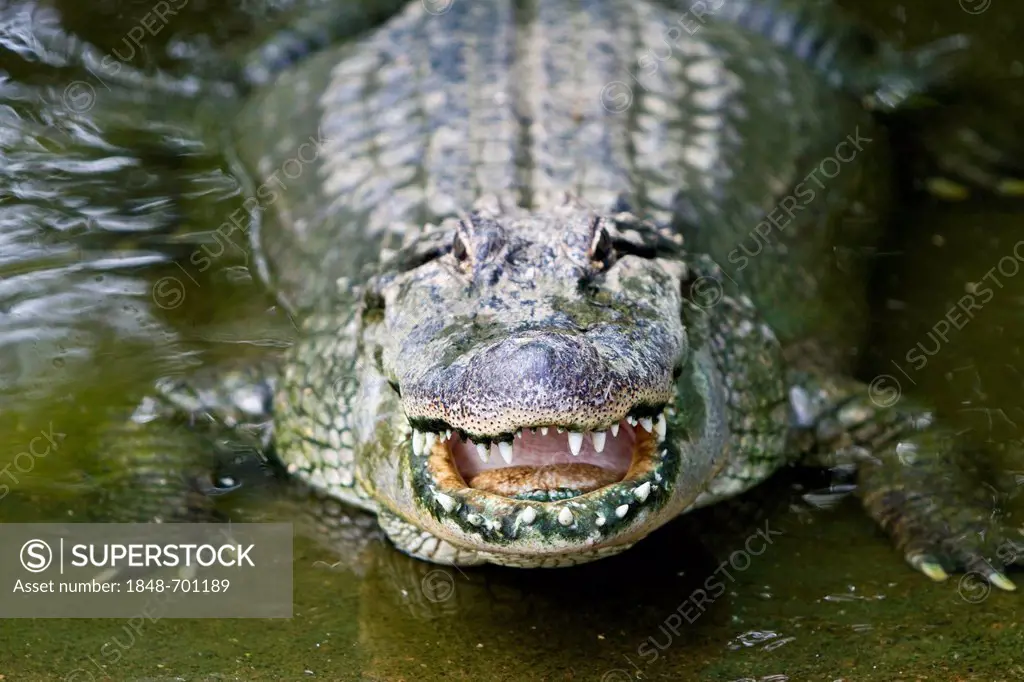American alligator (Alligator mississippiensis), Crocodylus Park, Darwin, Northern Territory, Australia