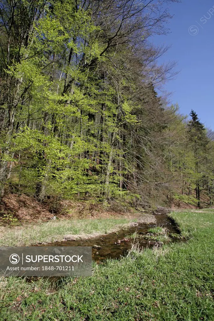 Vesser river in the Vessertal-Thuringian Forest Biosphere Reserve, Thuringia, Germany, Europe