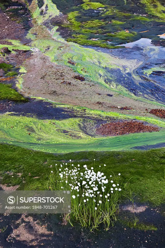 Cottongrass (Eriophorum sp.), multicolored structures formed by colored minerals, algae, soil and water at the back, Kaldaklofsfjoell geothermal area,...