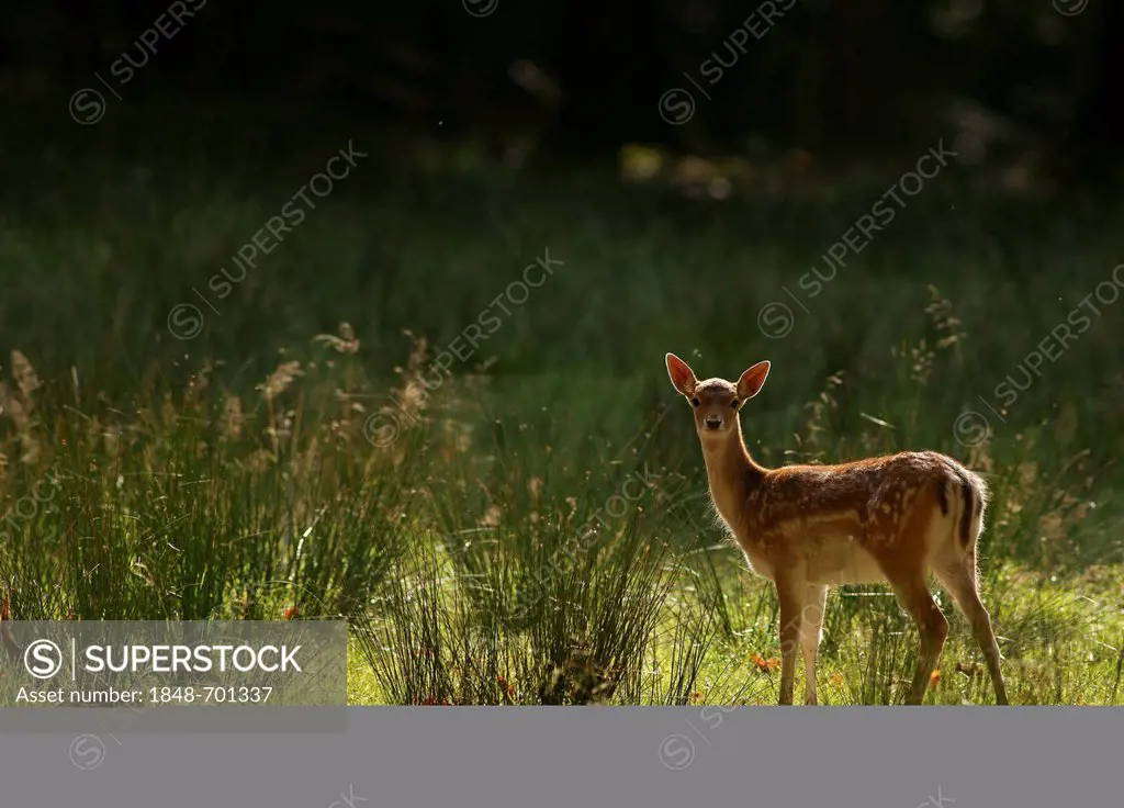 Fallow Deer (Dama dama), Wildpark Vosswinkel, Hochsauerlandkreis, Higher Sauerland District, North Rhine-Westphalia, Germany, Europe