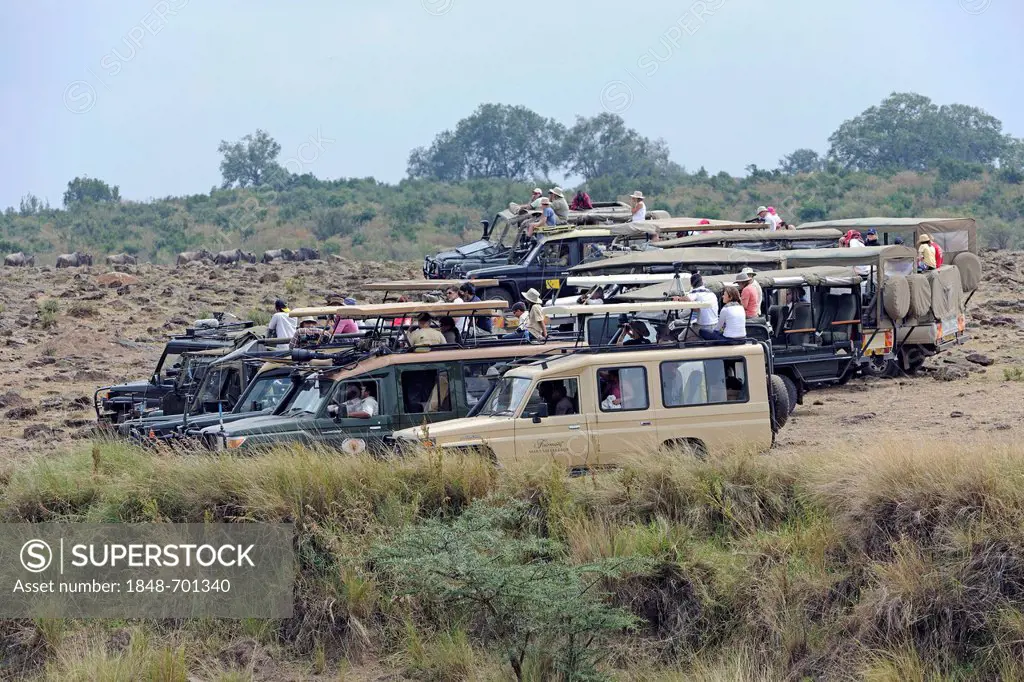 Safari jeeps on the Mara River with tourists waiting for the wildebeest migration, Masai Mara, Kenya, East Africa, Africa