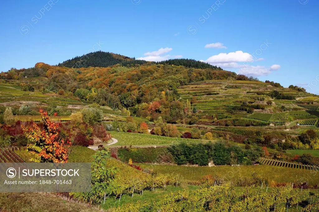 Kaiserstuhl wine growing area near Boetzingen in autumn, Mt Eichelspitze, 520m, at back, Baden-Wuerttemberg, Germany, Europe