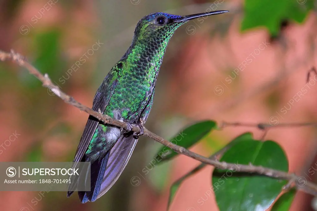 Violet-capped Woodnymph (Thalurania glaucopis, or Trochilus glaucopis) perched on a twig, Ilha Grande, Brazil, South America