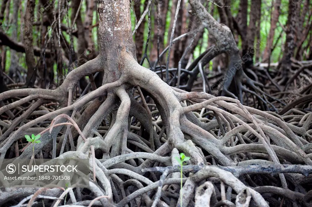 Mangroves on Cape York Peninsula, northern Queensland, Australia