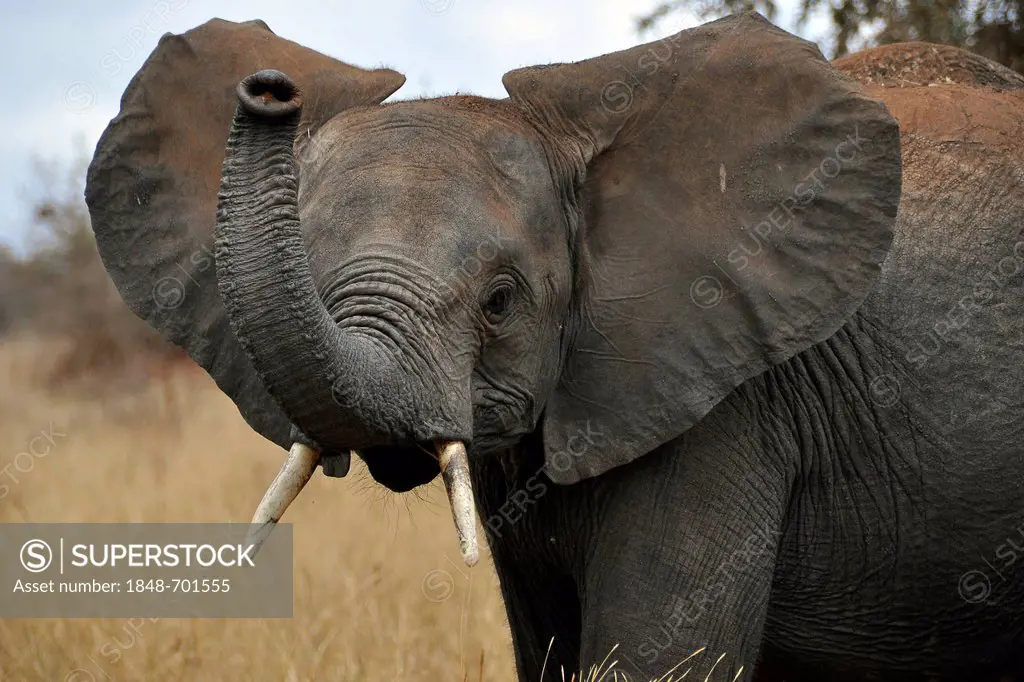 Young African elephant (Loxodonta africana) trumpeting, Serengeti, Tanzania, Africa