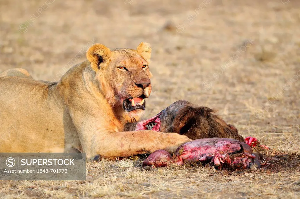 Lion (Panthera leo), adult female, feeding on Blue or Common Wildebeest (Connochaetes taurinus), Masai Mara, Kenya, East Africa, Africa