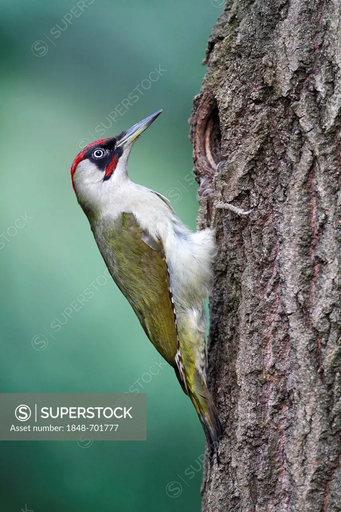 Green Woodpecker (Picus viridis), male at the entrance to nisting hole, Neunkirchen, Siegerland, North Rhine-Westphalia, Germany, Europe