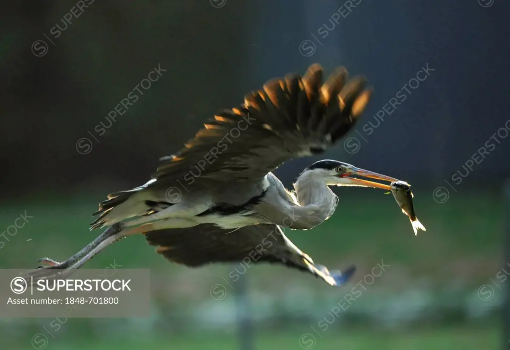 Grey Heron (Ardea cinerea) in flight with fish prey, Stuttgart, Baden-Wuerttemberg, Germany, Europe