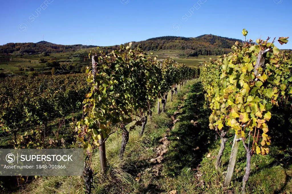 Vines in the Kaiserstuhl wine growing area near Boetzingen in autumn, Mt Totenkopf, 557m, and Mt Eichelspitze, 520m, at back, Baden-Wuerttemberg, Germ...