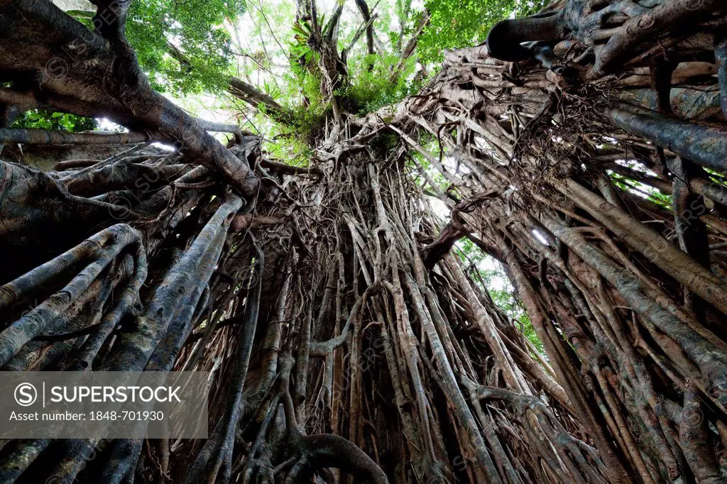 Strangler Fig Tree (Ficus virens), rainforest, Curtain Fig Tree National Park, Atherton Tablelands, Queensland, Australia